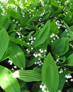 Convallaria majalis-26
